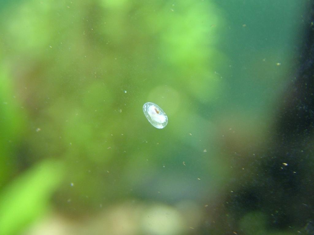 Aqua 050.JPG